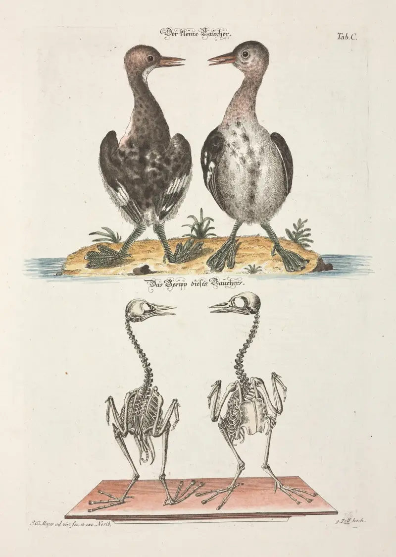 Angenehmer und nützlicher Zeit-Vertreib Pl.100 av Johann Daniel Meyer