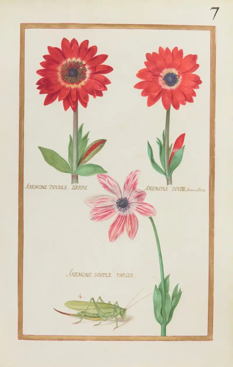 Anemone double lierre ; anemone double incarnadine ; anemone simple variée av Daniel Rabel
