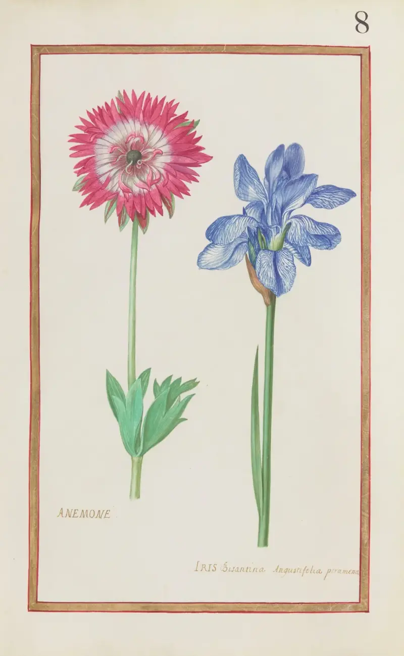 Anemon ; iris bisantina angustifolia peramena av Daniel Rabel