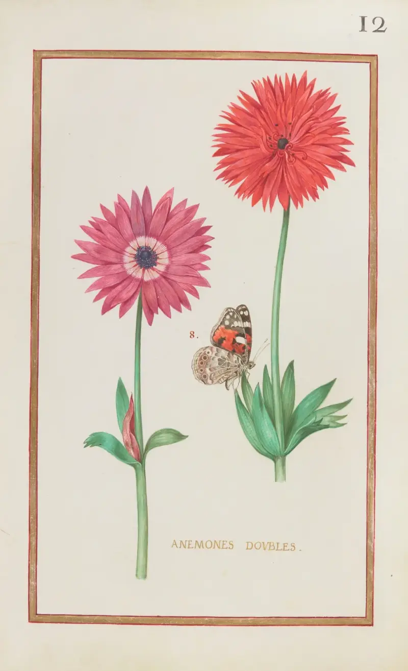 Gefüllte Anemonen, 1624 – Nr. 2 von Daniel Rabel
