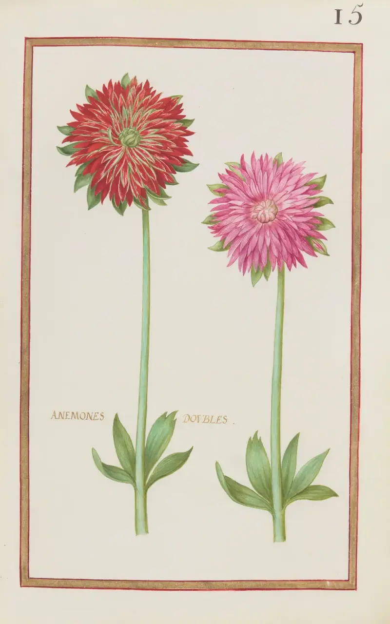 Dubbla anemoner av Daniel Rabel