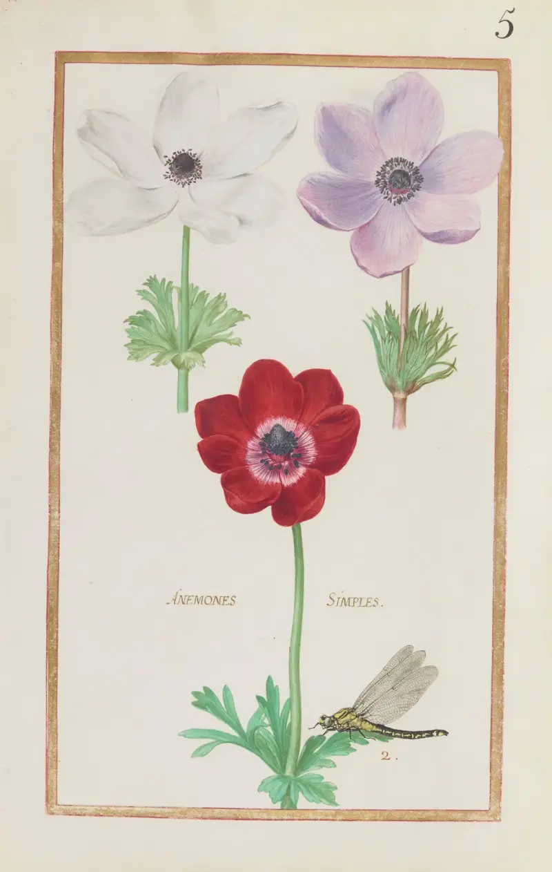 Einfache Anemonen von Daniel Rabel