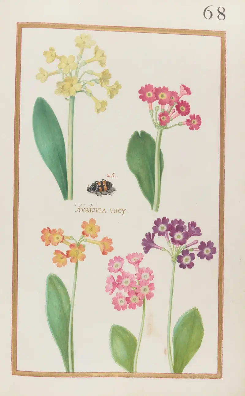 Auricula urcy von Daniel Rabel