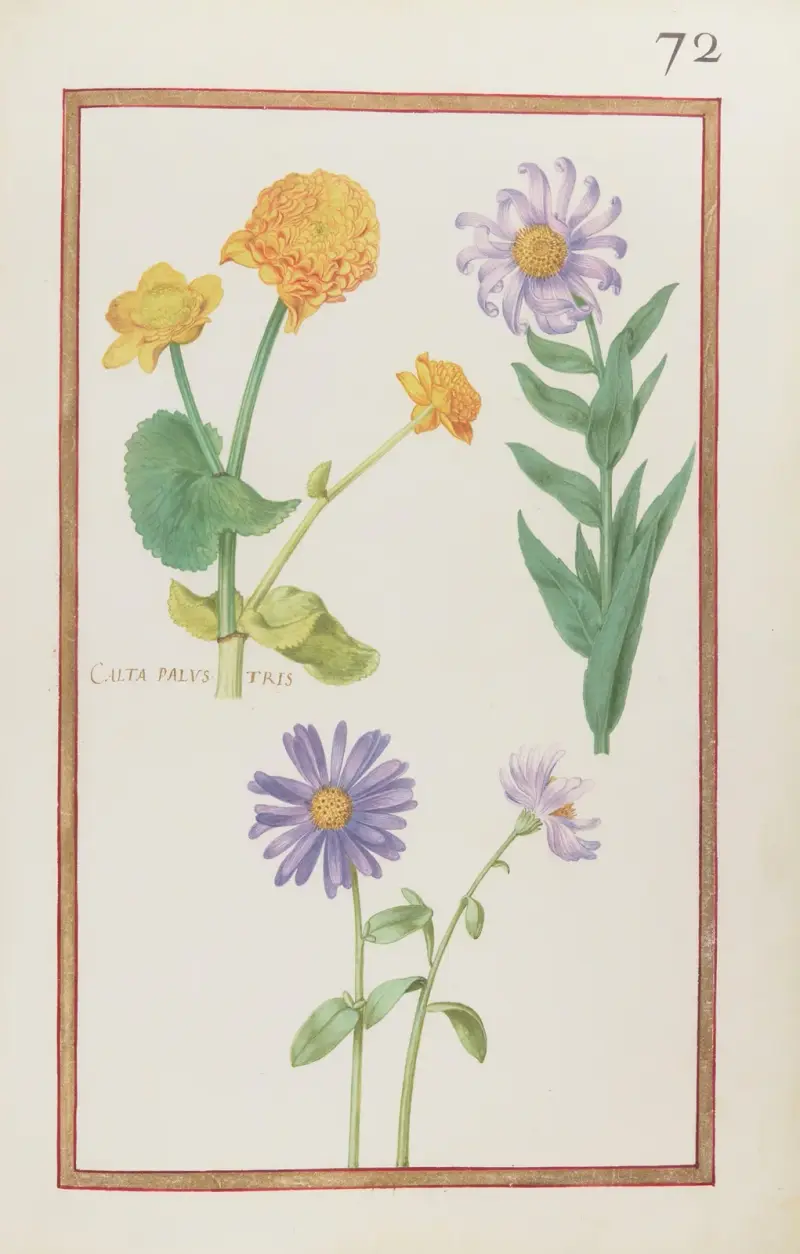 Calta palustris von Daniel Rabel