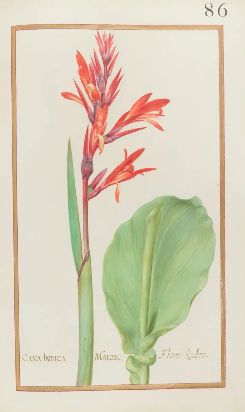 Cana indica maior floré rubro av Daniel Rabel