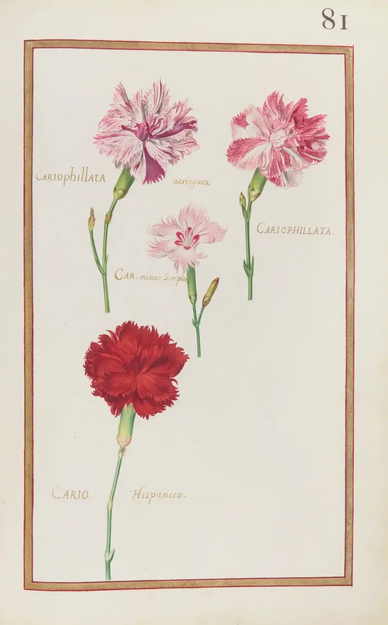 Cariophillata variegata ; cariophillata ; car. minor simplex ; cario. Hispanica von Daniel Rabel