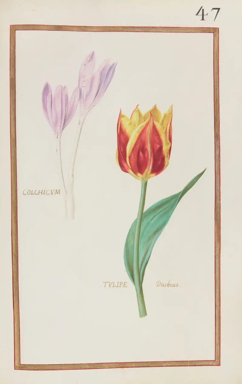 Colchicum ; tulipe duchesse, Daniel Rabel