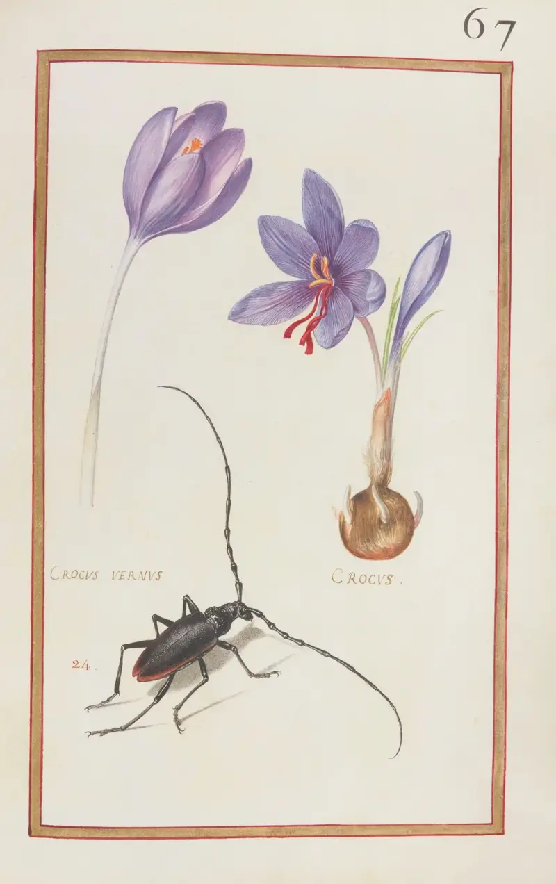 Crocus vernus; krokus, Daniel Rabel