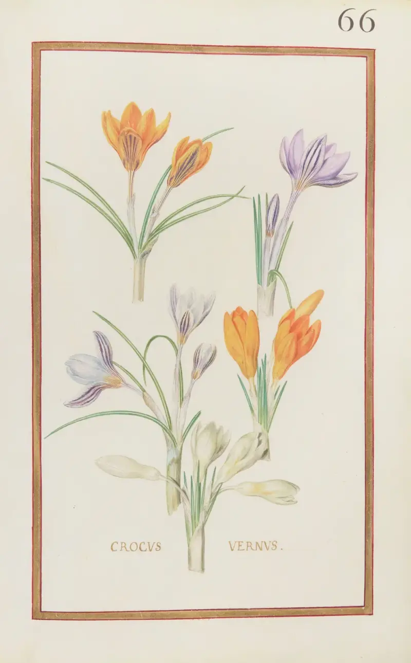 Crocus vernus von Daniel Rabel
