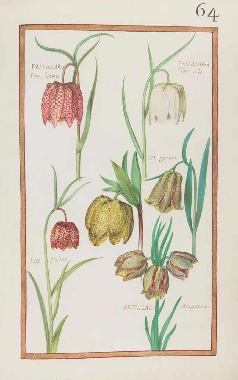 Fritillaria flore cameo ; fritillaria floré albo ; fri. pyrenea ; fri. italica ; fritillar. hispanica av Daniel Rabel