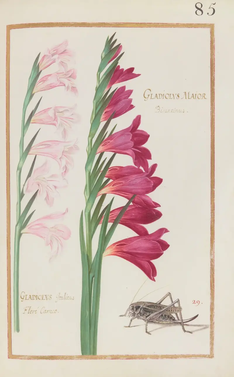 Stor gladiolus och italiensk gladiolus med hudfärgad blomma av Daniel Rabel