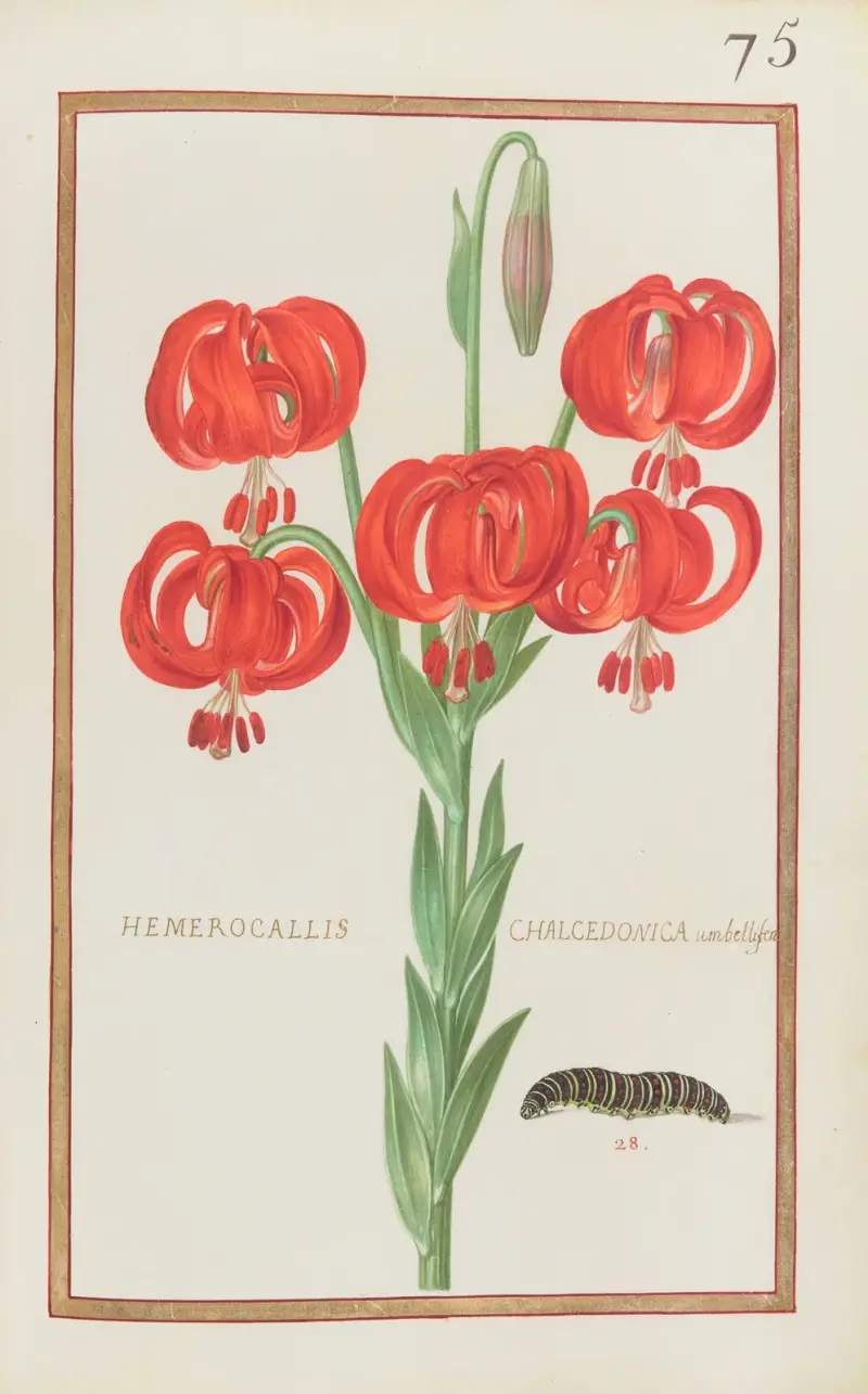 Hemerocallis chalcedonica umbellifera, Daniel Rabel