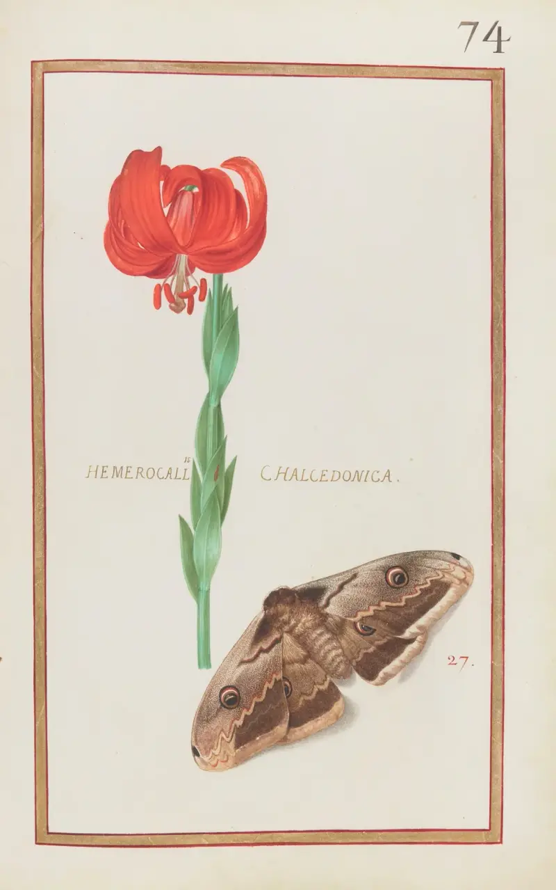 Hemerocallis chalcedonica, Daniel Rabel