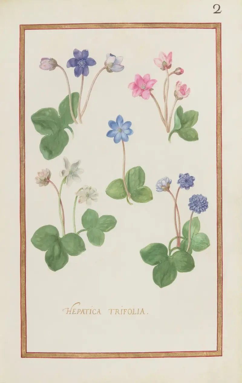 Hepatica trifolia von Daniel Rabel