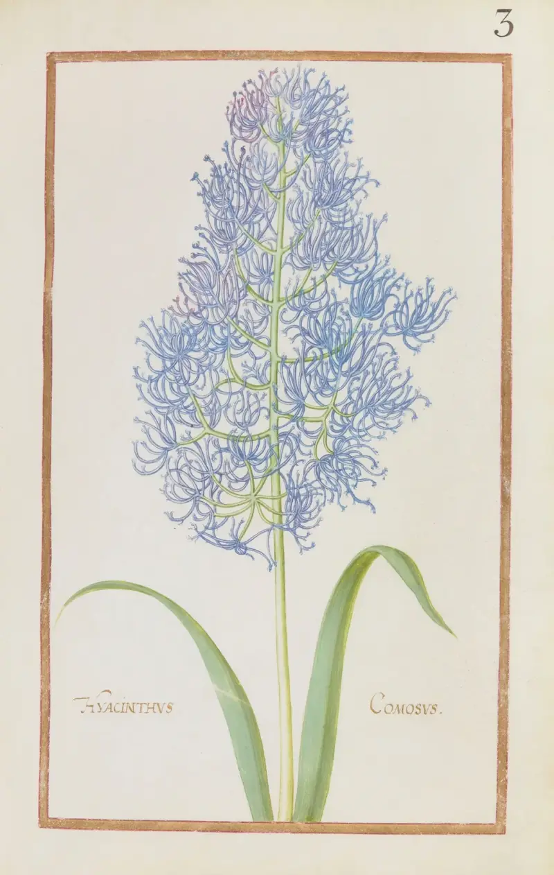 Hyacinthus comosus von Daniel Rabel