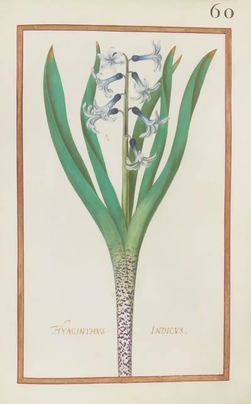 Hyacinthus indicus av Daniel Rabel
