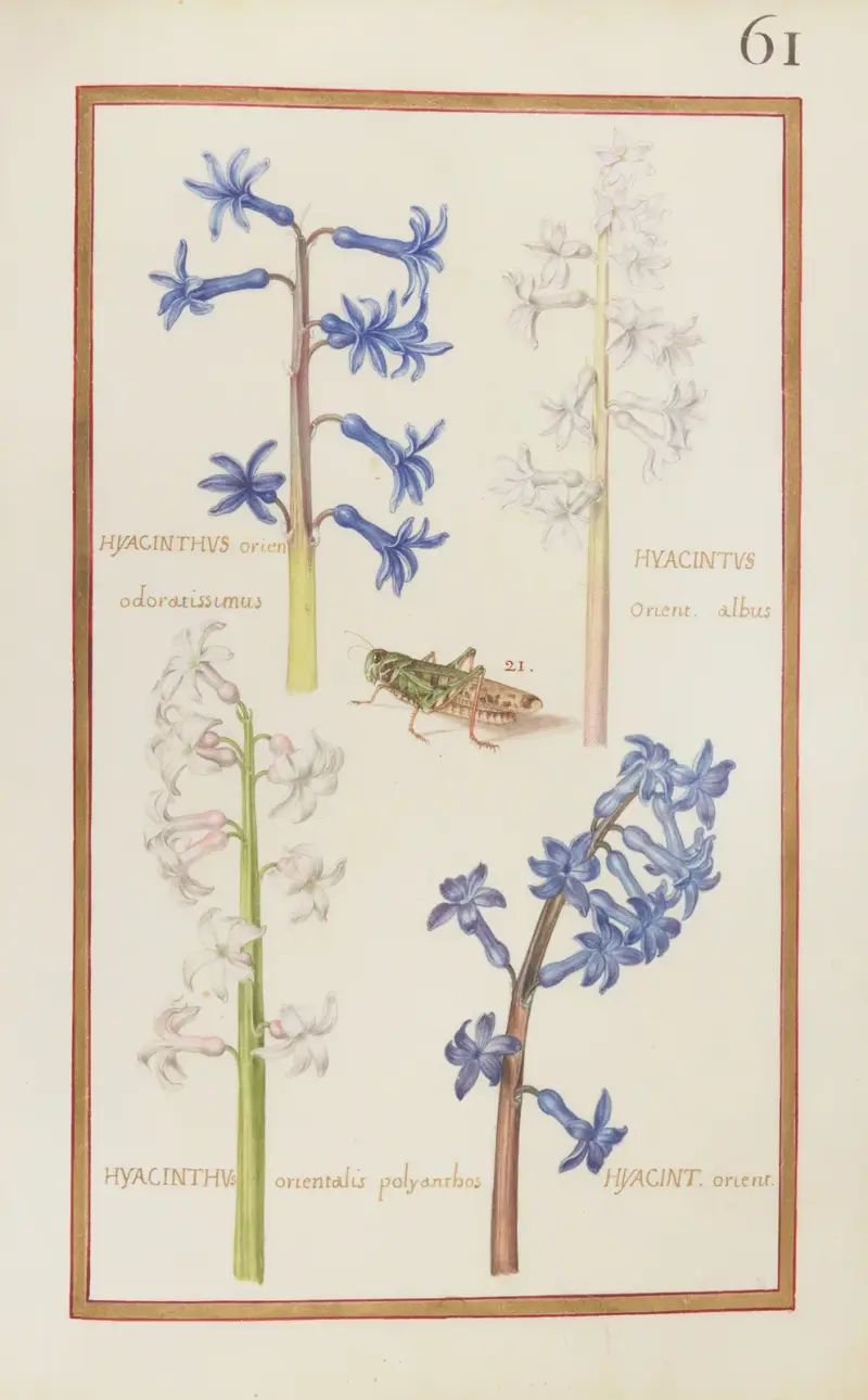 Hyacinthus orien. odoratissimus ; hyacinthus orient. albus ; hyacinthus orientalis polyanthos ; hyacin. orient av Daniel Rabel