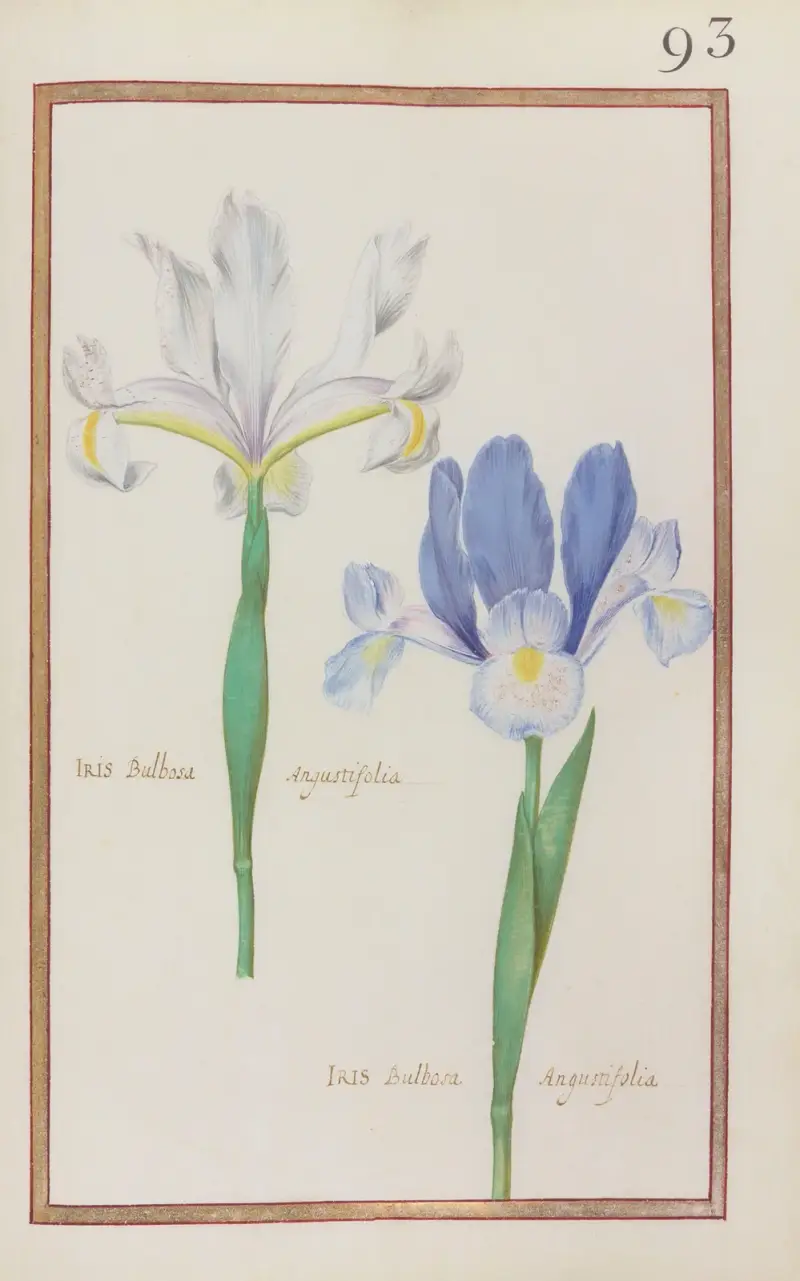 Iris bulbosa angustifolia av Daniel Rabel