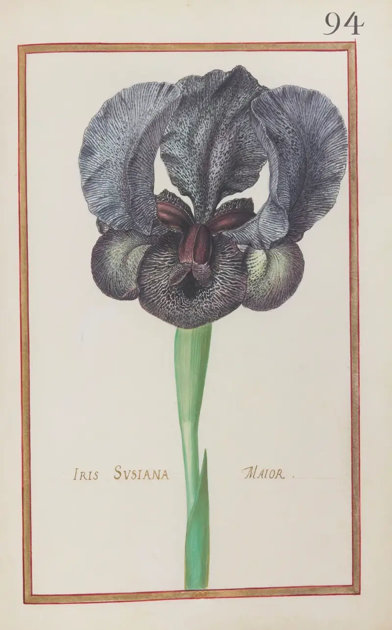 Iris susiana maior av Daniel Rabel