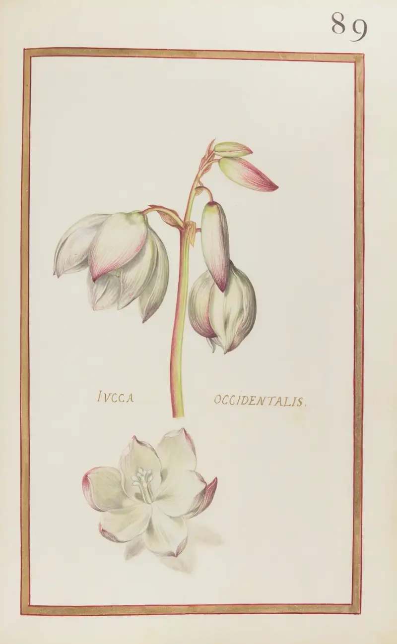 Iucca occidentalis av Daniel Rabel