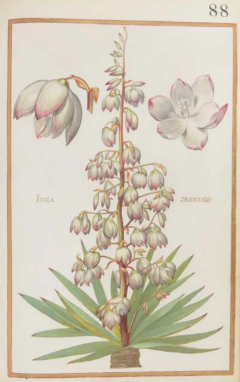 Iucca orientalis, Daniel Rabel