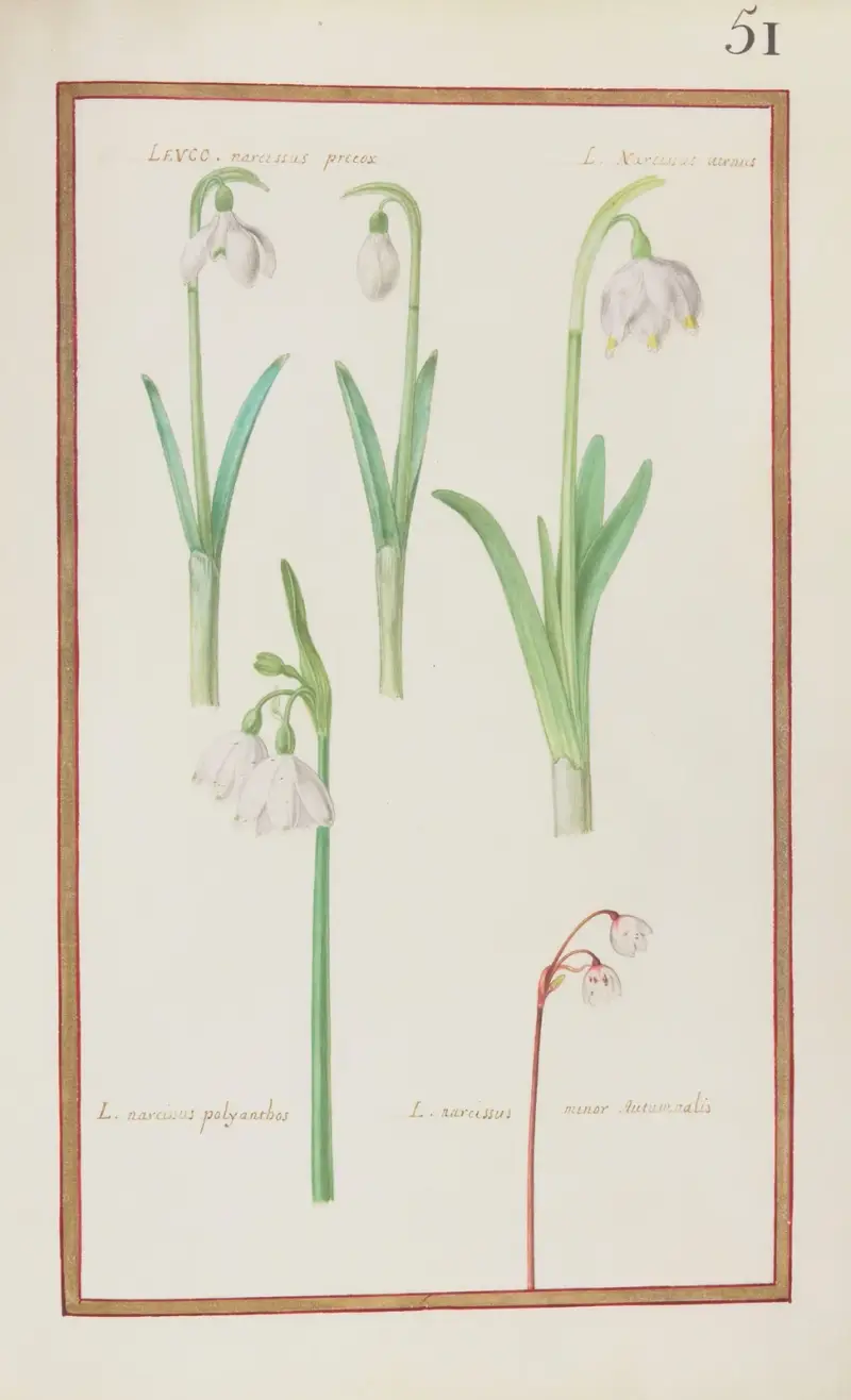 Leuco narcissus precox ; L. narcissus vernus ; L. narcissus polyanthos ; L. narcissus minor autumnalis av Daniel Rabel