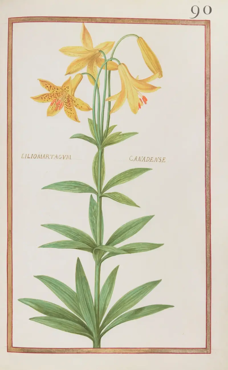 Liliomartagum canadense av Daniel Rabel