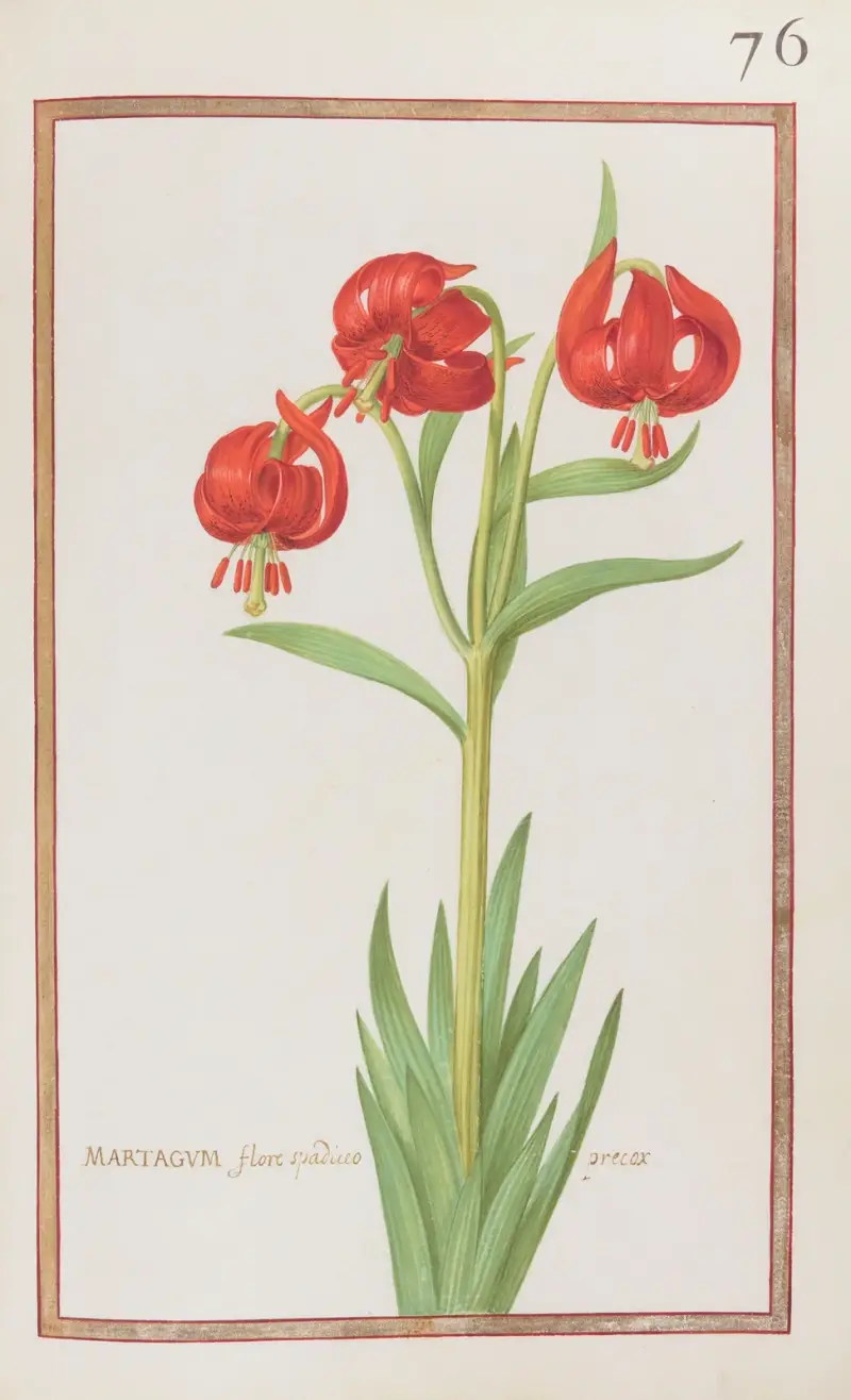 Martagum flore spadiceo precox von Daniel Rabel
