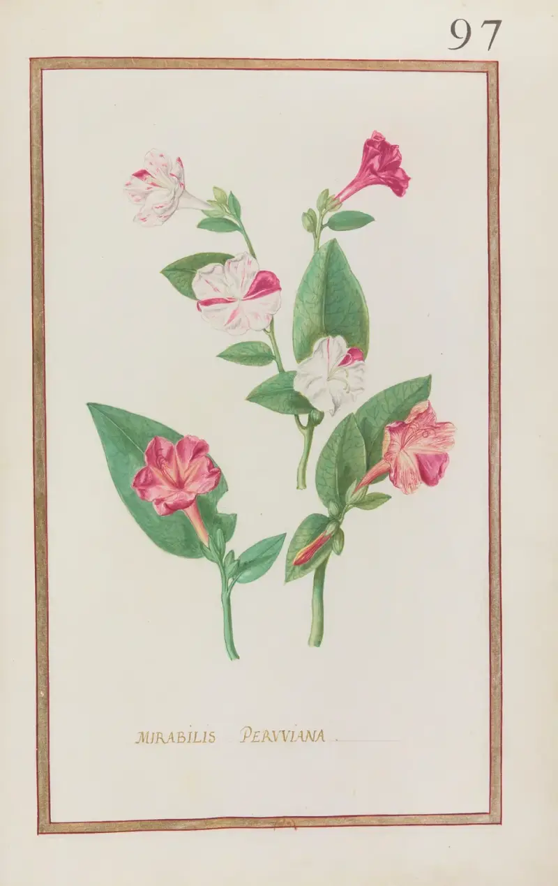 Mirabilis peruviana von Daniel Rabel