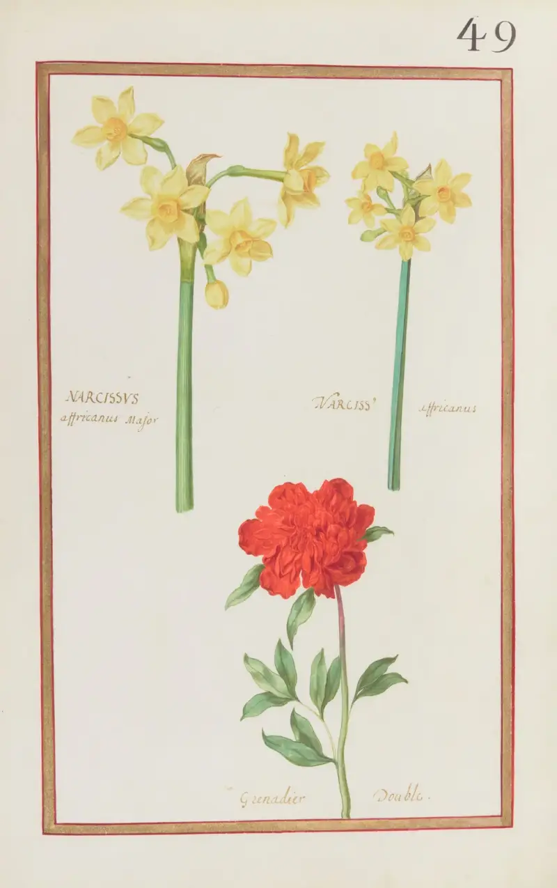 Afrikanische Narzisse und gefüllte Granatblume von Daniel Rabel