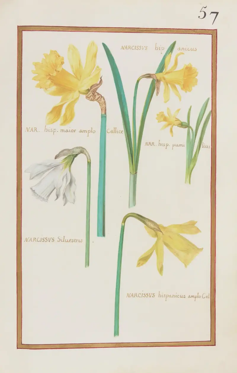 Narcissus hipanicus ; nar. hisp. maior amplo callice ; nar. hisp. pumilius ; narcissus silvestris von Daniel Rabel