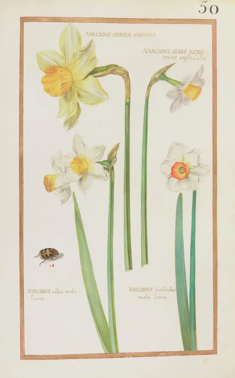Narcissus omnium maximus ; narcissus albus medio croceus amplo calice ; narcissus albus medio luteus av Daniel Rabel