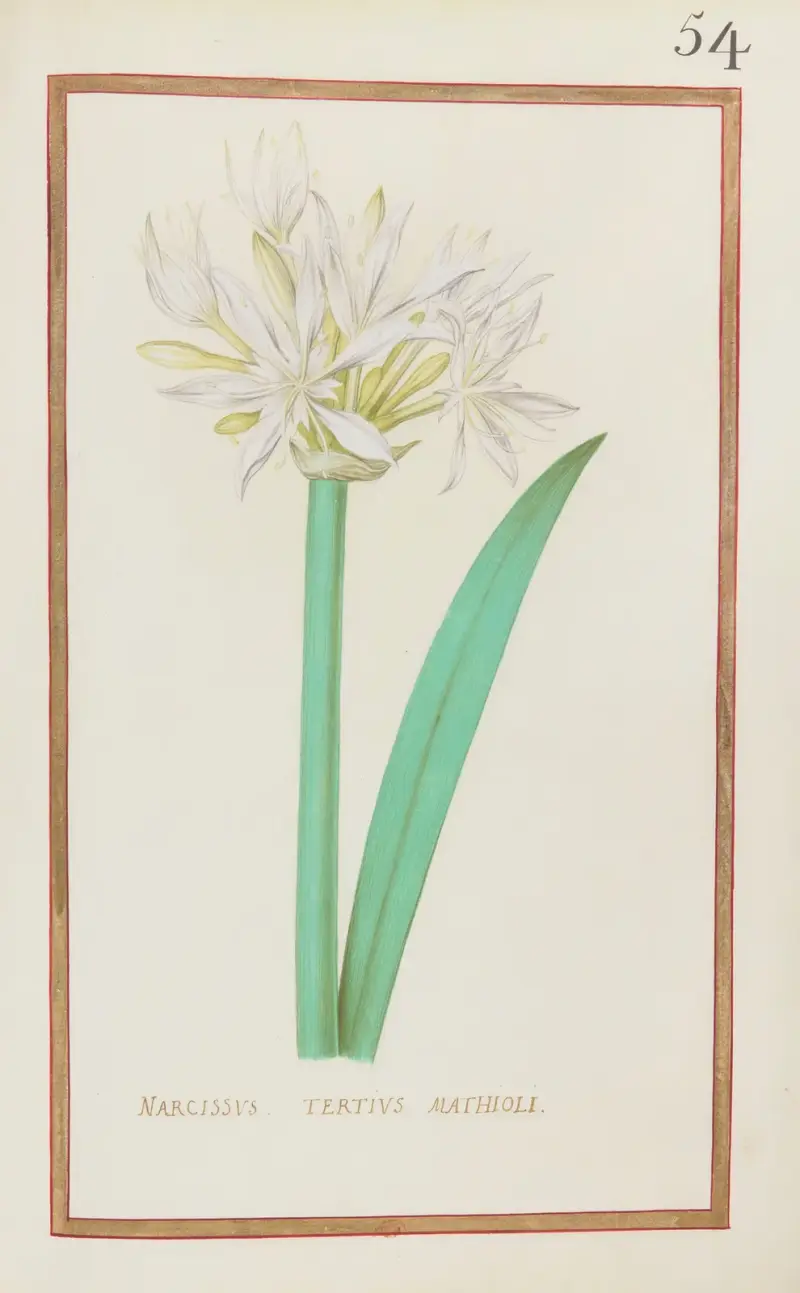 Narcissus tertius mathioli av Daniel Rabel