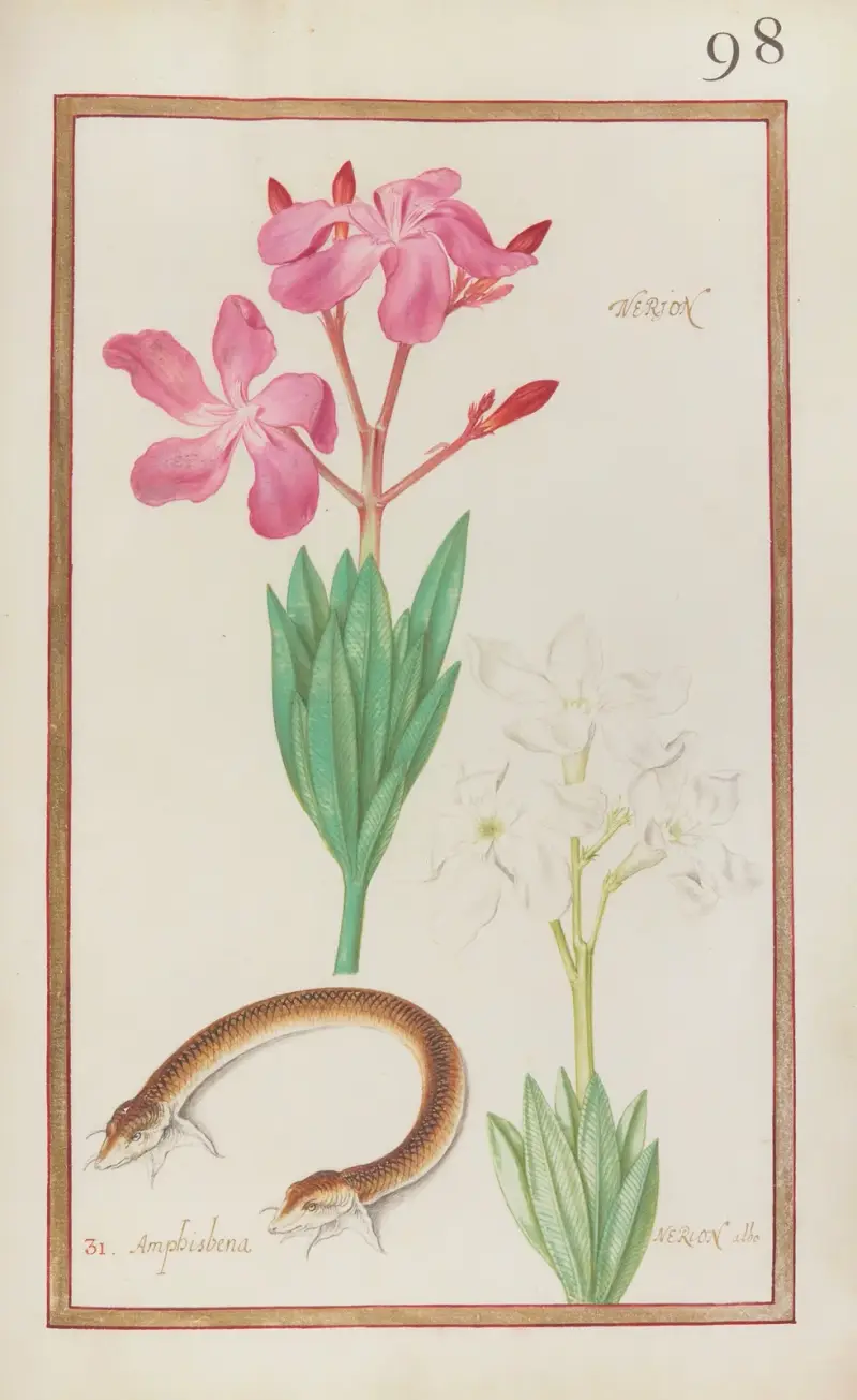 Nerion ; Amphisbena ; Nerion albo von Daniel Rabel