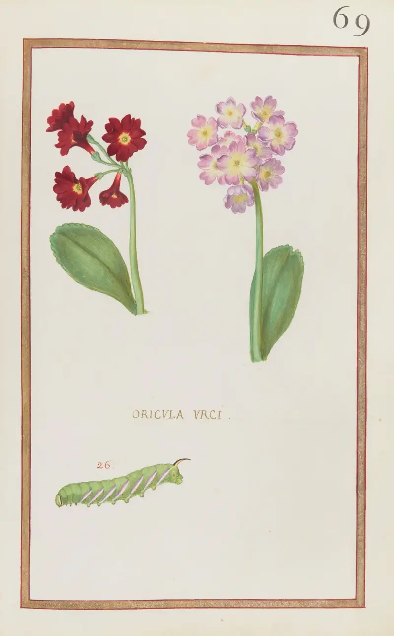Oricula urci, Daniel Rabel
