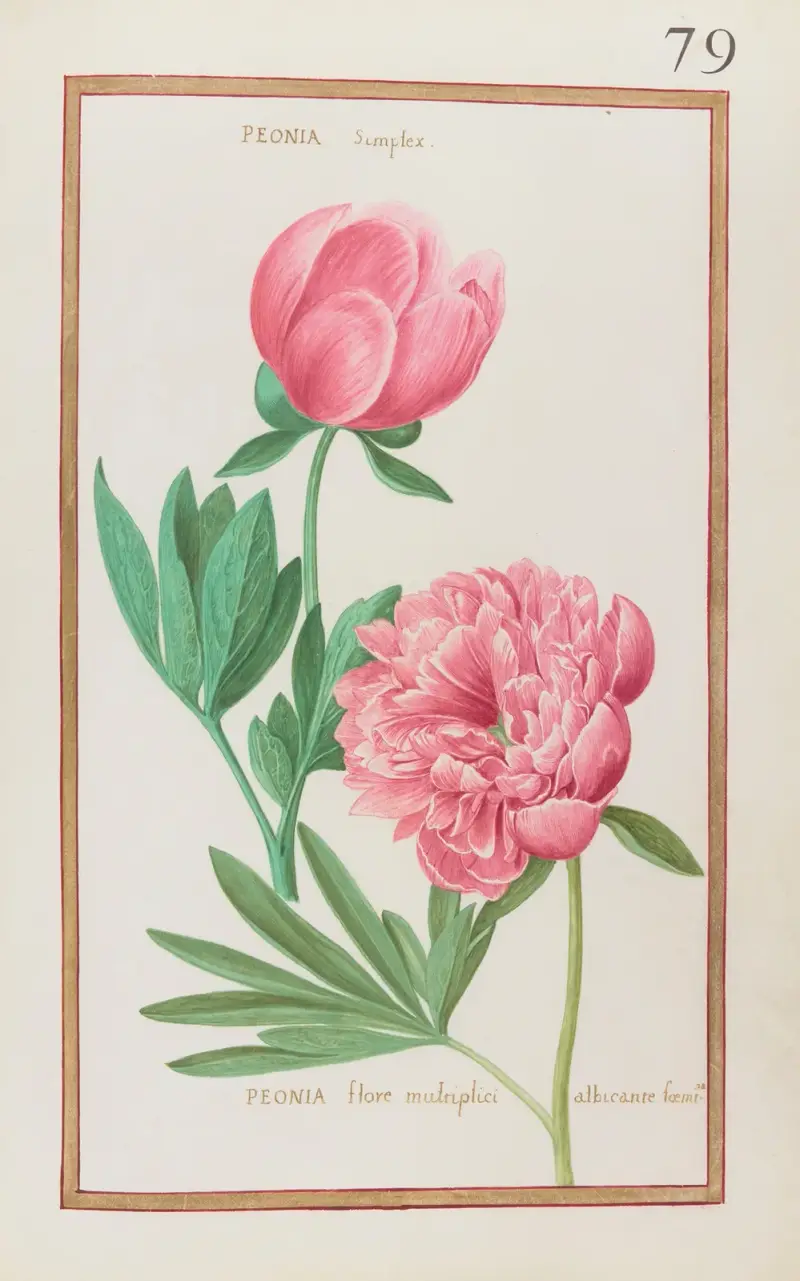 Peonia simplex ; peonia flore multiplici albicante foemina av Daniel Rabel