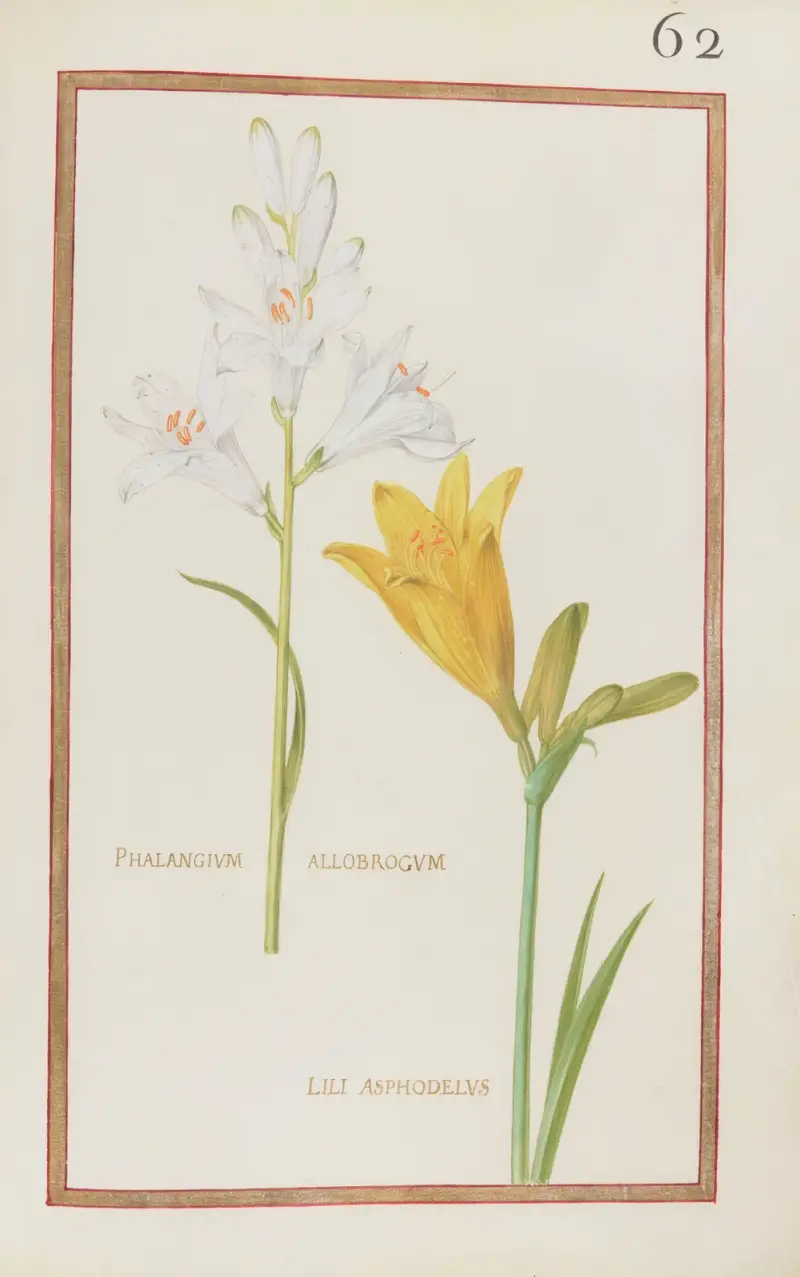 Phalangium allobrogum ; lili asphodelus von Daniel Rabel