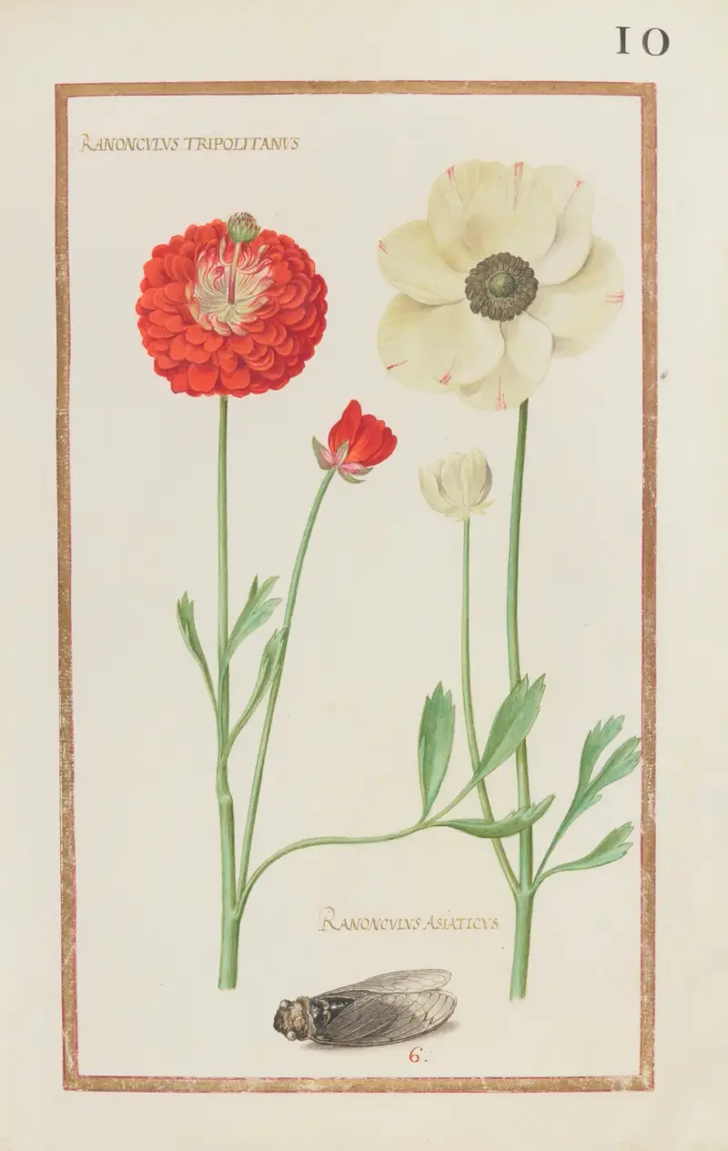 Ranonculus tripolitanus ; ranonculus asiaticus av Daniel Rabel