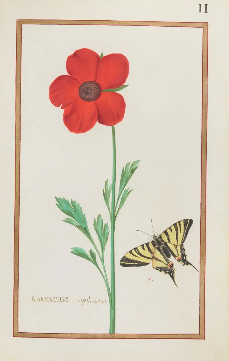 Ranunculus tripolitanus av Daniel Rabel