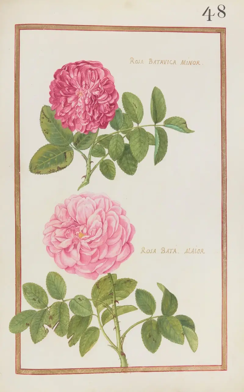 Rosa batavica minor ; rosa bata. maior av Daniel Rabel
