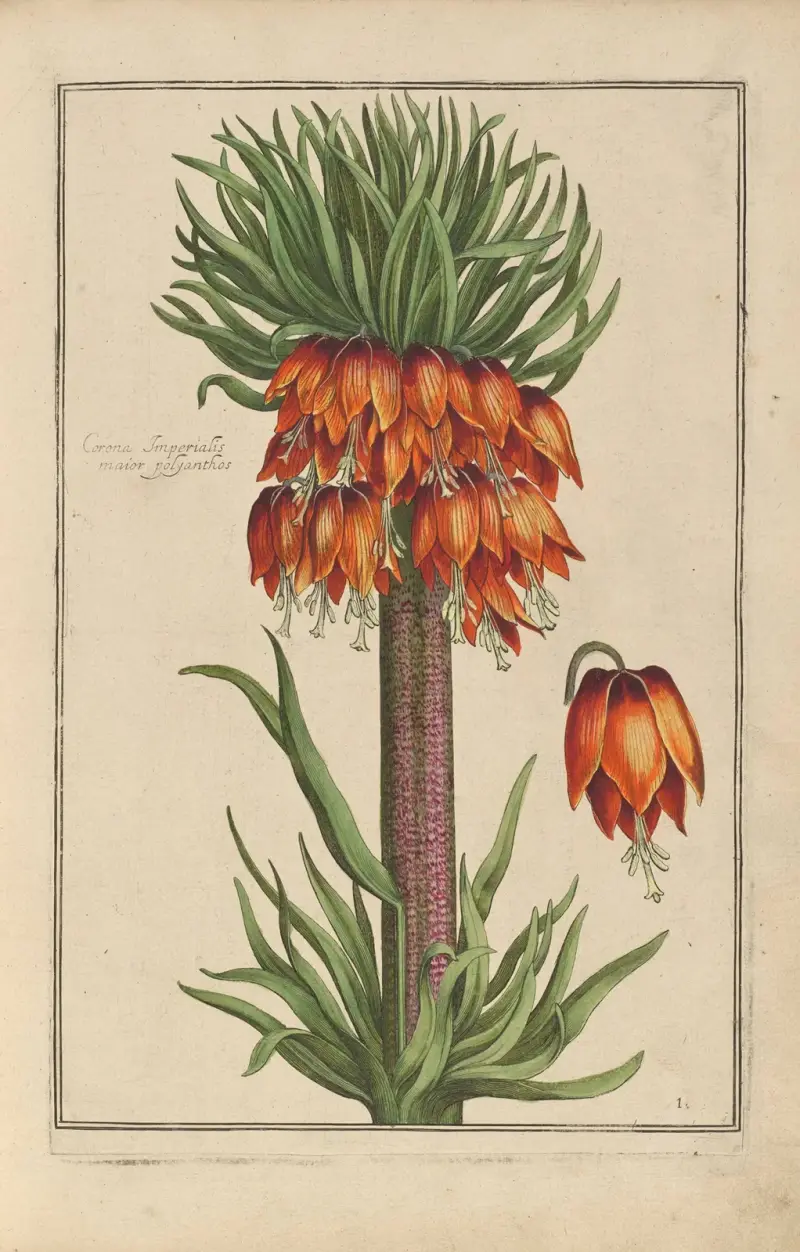Theatrum florae Pl. 03 von Daniel Rabel