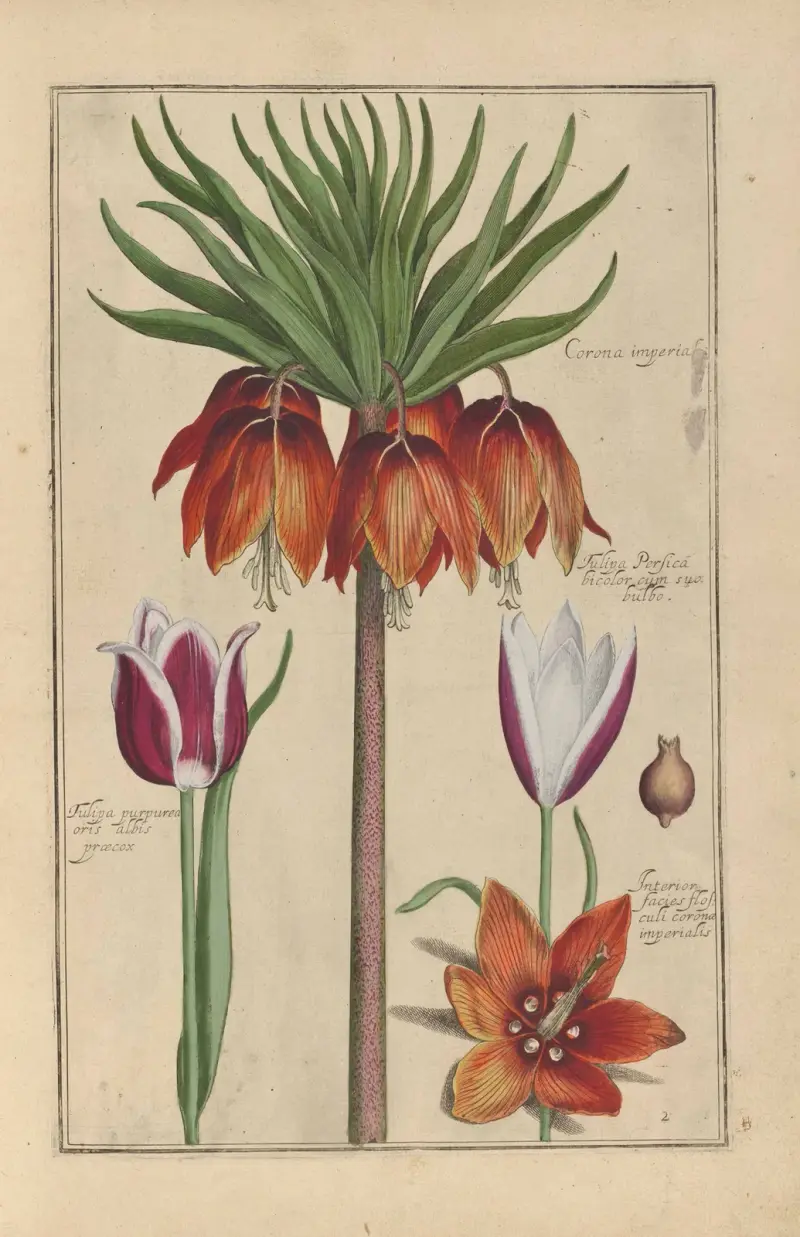 Theatrum florae Pl.04 av Daniel Rabel