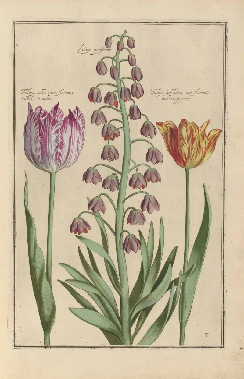 Theatrum florae Taf. 05 von Daniel Rabel