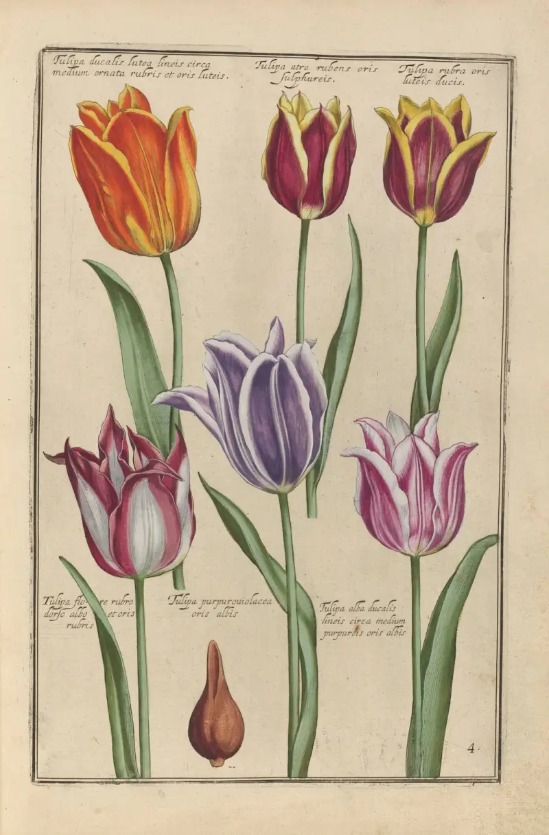 Theatrum florae Pl.06 von Daniel Rabel