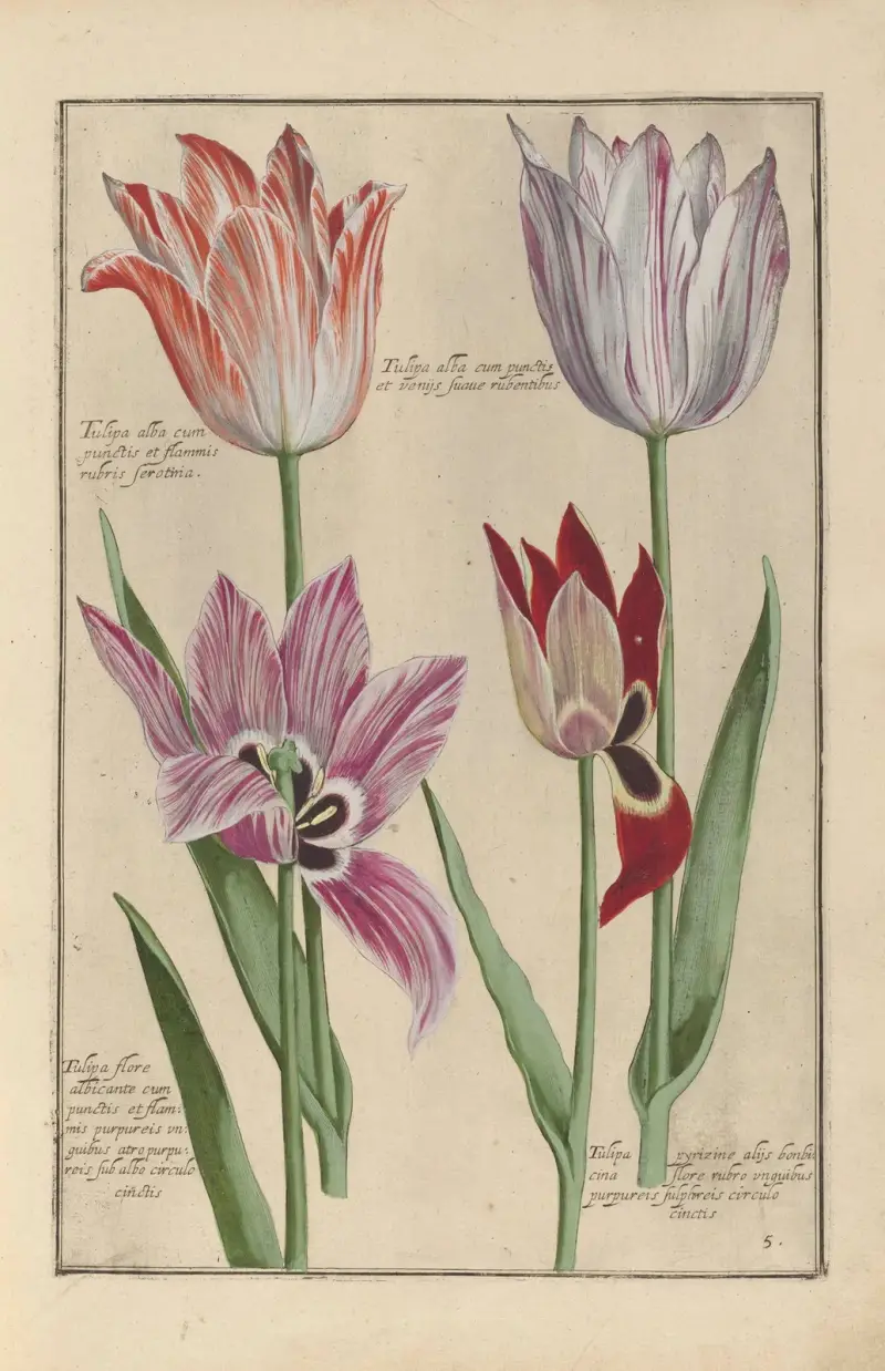 Theatrum florae Taf. 07 von Daniel Rabel