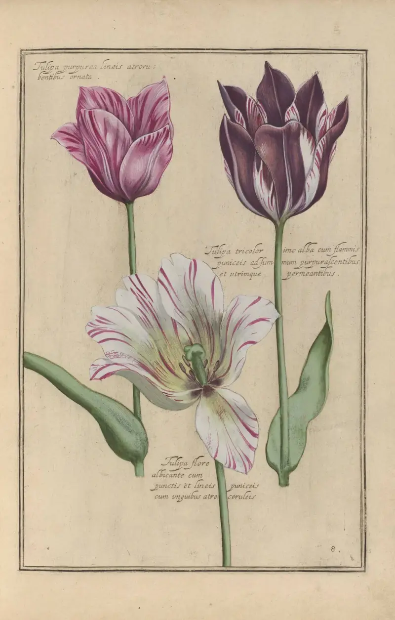 Theatrum florae Taf. 10 von Daniel Rabel
