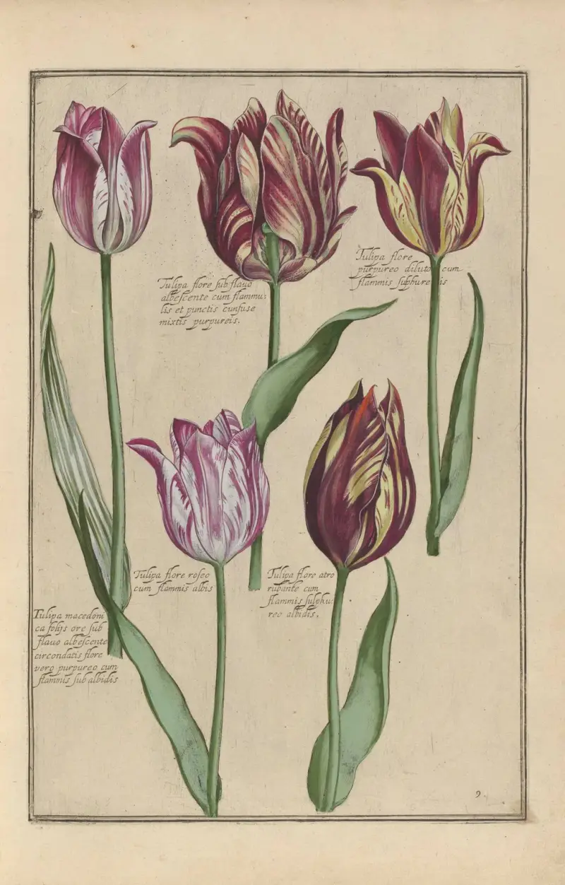 Theatrum florae Pl.11 av Daniel Rabel
