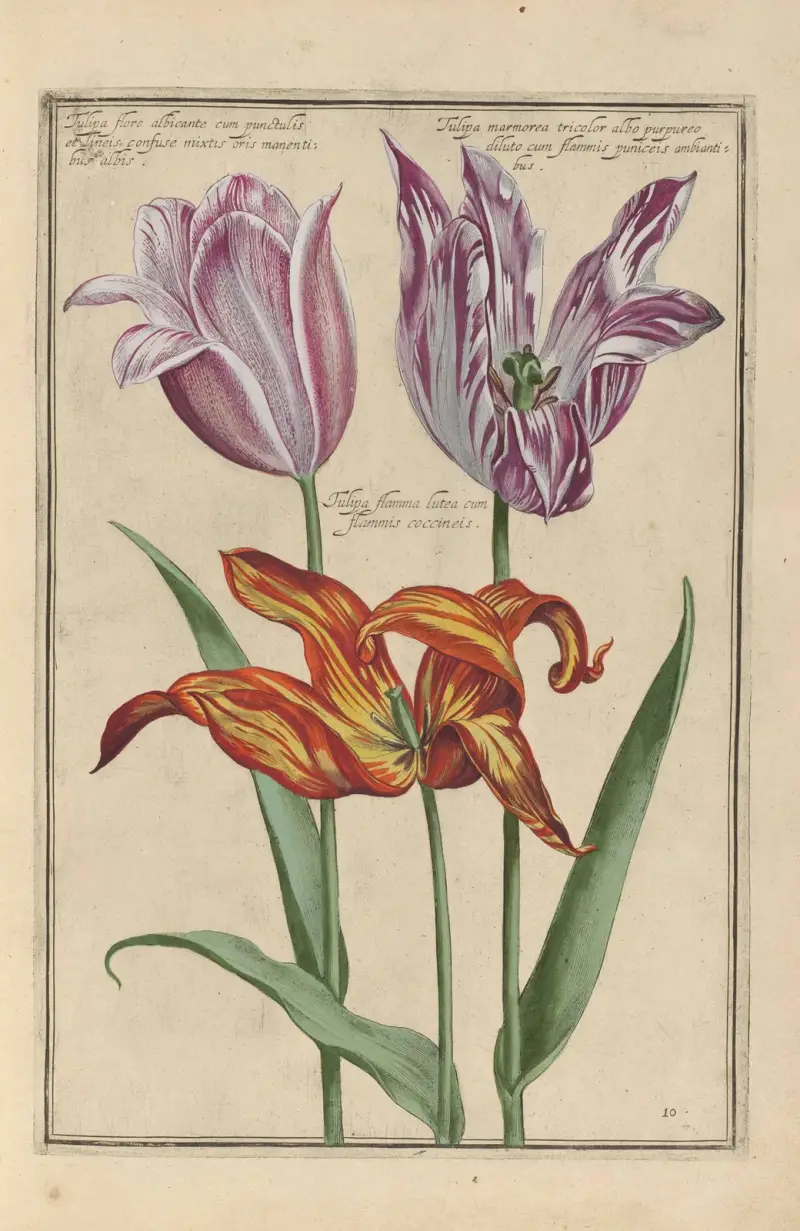 Theatrum florae Pl.12 av Daniel Rabel