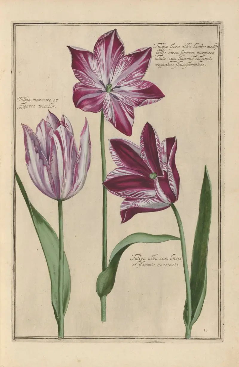 Theatrum florae Pl. 13 von Daniel Rabel