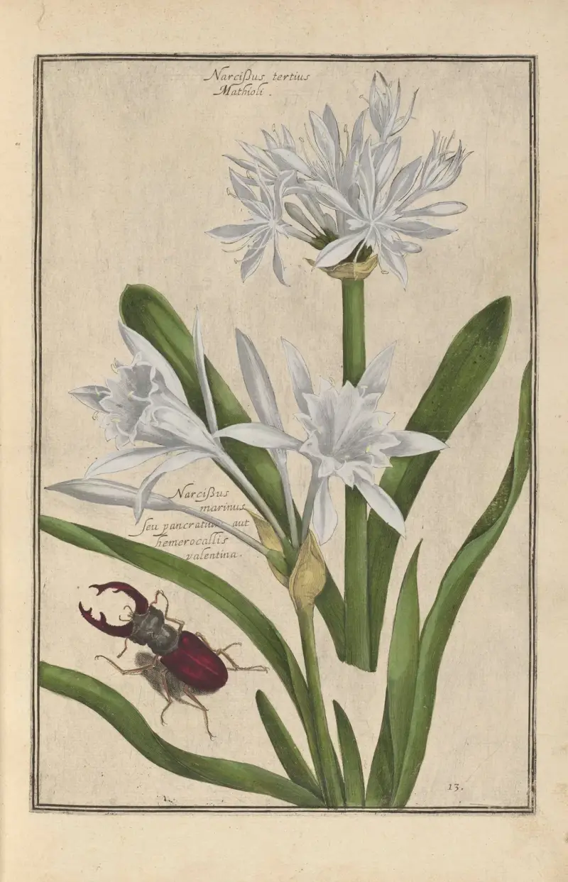 Theatrum florae Pl.15 av Daniel Rabel